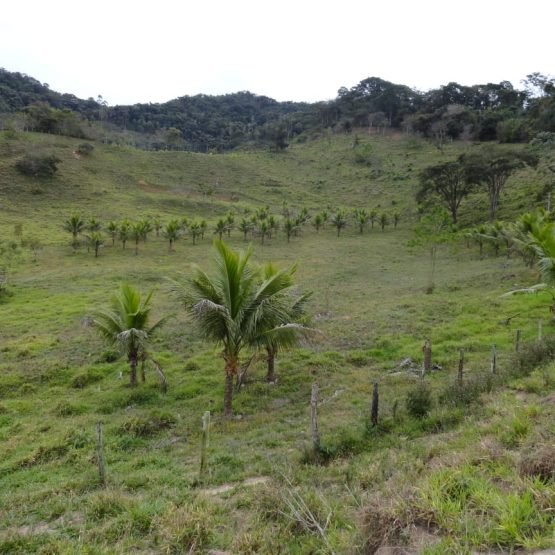 coqueiros
